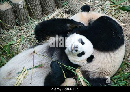 Singapour - 29 octobre 2023 : le premier panda géant de Singapour, le le, joue avec sa mère Jia Jia dans River Wonders, avant de retourner en Chine en janvier. Banque D'Images