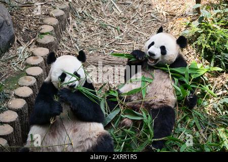 Singapour - 29 octobre 2023 : le premier panda géant de Singapour, le le, joue avec sa mère Jia Jia dans River Wonders, avant de retourner en Chine en janvier. Banque D'Images