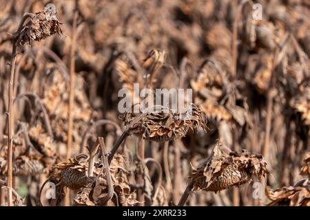 Champ agricole avec des tournesols secs et chargés de graines se prélasser dans la lumière de l'heure d'or Banque D'Images