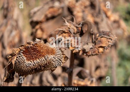 Champ agricole avec des tournesols secs et chargés de graines se prélasser dans la lumière de l'heure d'or Banque D'Images