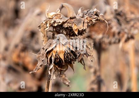 Champ agricole avec des tournesols secs et chargés de graines se prélasser dans la lumière de l'heure d'or Banque D'Images