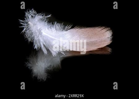 Photo macro d'une plume douce et délicate reposant sur une surface noire réfléchissante, mettant en valeur ses détails complexes et sa beauté. Banque D'Images