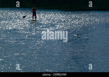 Cologne, Allemagne. 12 août 2024. Un homme et un chien montent une planche de padel debout sur le Fühlinger See. Crédit : Henning Kaiser/dpa/Alamy Live News Banque D'Images