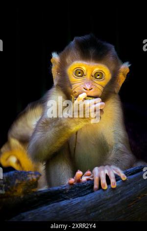 Portrait bébé macaque à queue de cochon du sud Banque D'Images