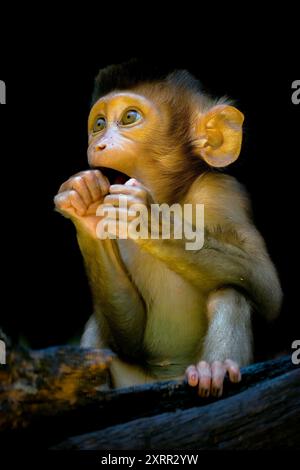 Portrait bébé macaque à queue de cochon du sud Banque D'Images