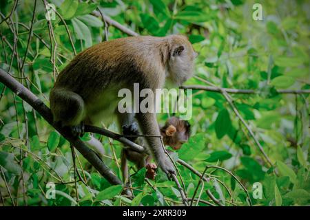 Macaque à longue queue sur l'arbre Banque D'Images