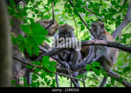 Macaque à longue queue sur l'arbre Banque D'Images