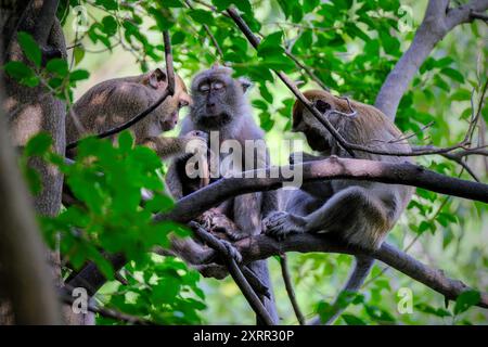 Macaque à longue queue sur l'arbre Banque D'Images