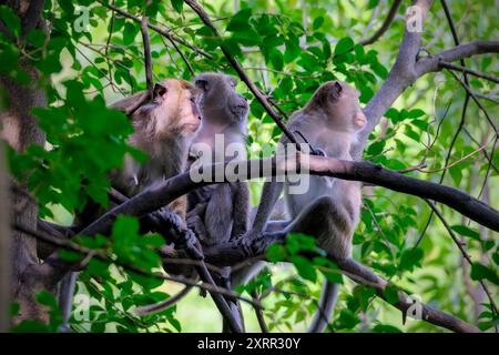 Macaque à longue queue sur l'arbre Banque D'Images