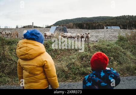 Vue arrière des enfants regardant l'hiver de ferme de porcs en Norvège Banque D'Images