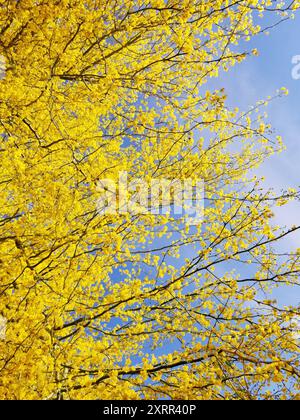 Jaune doré Palo Verde Blossoms contre un ciel bleu clair Banque D'Images