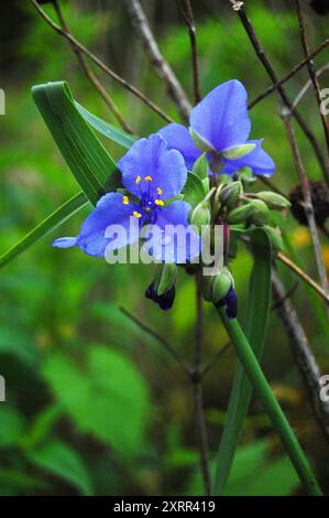 Fleur d'araignée violette fleurie dans la forêt verte Banque D'Images