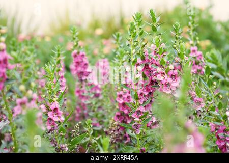 Field of Tall Purple Foxglove Flowers avec Bokeh Banque D'Images