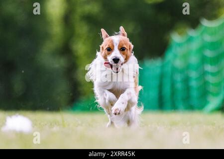 Tan et blanc Kooikerhundje chien courant leurre course chien sport Banque D'Images