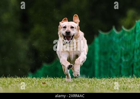 Chien de laboratoire jaune Labrador course leurre course chien sport Banque D'Images