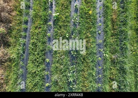 Rangées de cultures poussant sur des terres agricoles avec vue aérienne de barrière noire contre les mauvaises herbes Banque D'Images