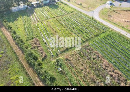 Petite ferme biologique cultivant des légumes en utilisant les principes de la permaculture Banque D'Images