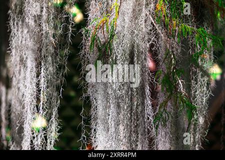 Arbre majestueux orné de mousse verte luxuriante accrochée gracieusement à ses branches, créant une scène naturelle sereine. Sapin avec draps de mousse aux couleurs vives Banque D'Images
