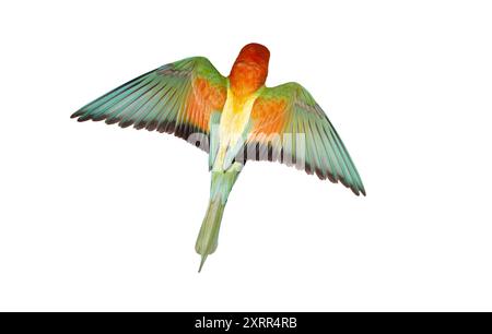 oiseau coloré volant isolé sur blanc Banque D'Images