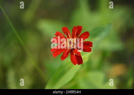 Gros plan d'une fleur de zinnia rouge éclatante avec un centre jaune vif. La fleur est en pleine floraison. Banque D'Images