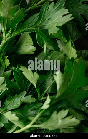 photo macro de feuilles de persil frais Banque D'Images