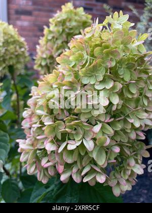 Fleurs d'hortensia légère citron vert d'été Banque D'Images