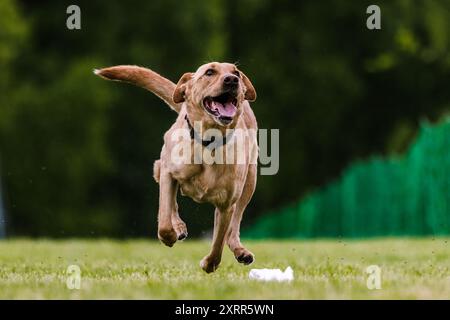 Chien de laboratoire jaune Labrador course leurre course chien sport Banque D'Images