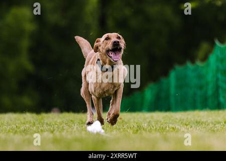 Chien de laboratoire jaune Labrador course leurre course chien sport Banque D'Images