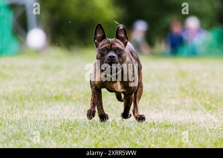 Pit Bull race mixte Mutt Running Lure course chien sport Banque D'Images