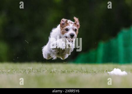 Terrier race mixte chien Mutt course leurre course chien sport Banque D'Images