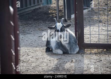 Chèvre noire et blanche se reposant dans une zone de grange clôturée. Banque D'Images