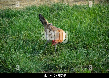 Poule picolant dans l'herbe verte luxuriante Banque D'Images