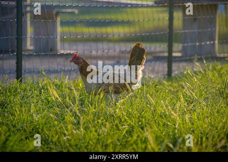 Un poulet fermier dans une zone clôturée herbeuse baignée de soleil. Banque D'Images