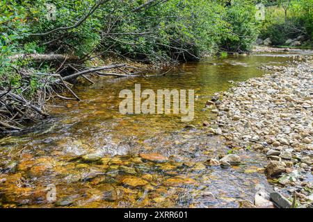 Ruisseau clair coulant sur des rochers et des galets avec des rives verdoyantes. Banque D'Images