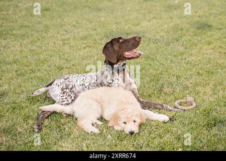 Deux chiens couchés ensemble dans l'herbe Banque D'Images