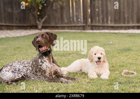 Deux chiens allongés dans l'herbe souriant ensemble Banque D'Images