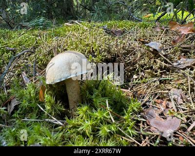 Bitter Bolete. Pousse dans la forêt. Tir au niveau du sol. Gros plan. Banque D'Images