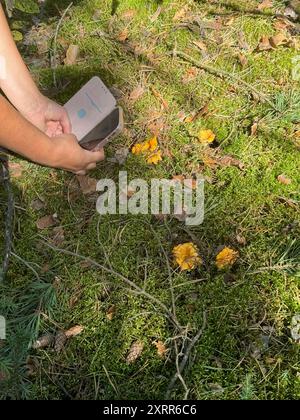Une femme photographie des champignons dans la forêt. De grandes chanterelles poussent dans la mousse. Banque D'Images