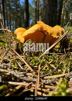 Une grande chanterelle pousse dans la mousse dans la forêt. Gros plan. Banque D'Images