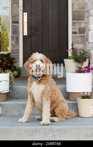 Chien aux cheveux bouclés assis sur des marches avec des plantes en pot et une porte sombre Banque D'Images