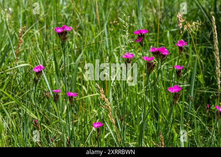 Dianthus carthusianorum, communément connu sous le nom de rose chartreux, est une espèce de la famille des caryophyllacées - une fleur sauvage d'Europe. Banque D'Images