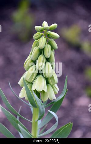 Simple Green Fritillaria persica 'Ivory Bells' Fritillary Flower cultivée dans les frontières au RHS Garden Harlow Carr, Harrogate, Yorkshire, Angleterre, Royaume-Uni Banque D'Images