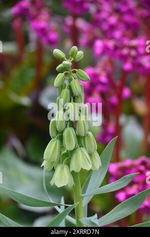 Simple Green Fritillaria persica 'Ivory Bells' Fritillary Flower cultivée dans les frontières au RHS Garden Harlow Carr, Harrogate, Yorkshire, Angleterre, Royaume-Uni Banque D'Images