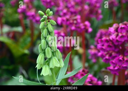 Simple Green Fritillaria persica 'Ivory Bells' Fritillary Flower cultivée dans les frontières au RHS Garden Harlow Carr, Harrogate, Yorkshire, Angleterre, Royaume-Uni Banque D'Images