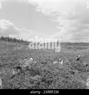 Current 33-4-1967 : la nature comme bac à litière. Les randonneurs ne sont pas doués pour emporter leurs ordures avec eux quand ils vont se promener. De plus en plus de nature est jonchée par les humains, et elle devient de plus en plus visible. Photo : Sverre A. Børretzen / Aktuell / NTB ***PHOTO NON TRAITÉE*** ce texte d'image est traduit automatiquement ce texte d'image est traduit automatiquement Banque D'Images