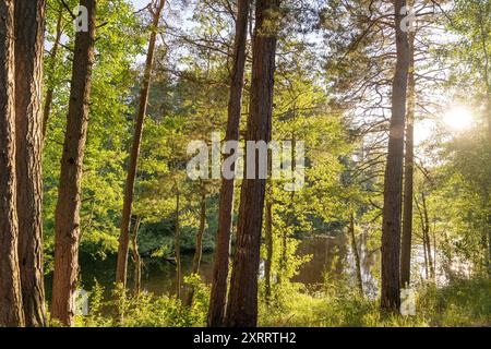 La lumière du soleil brille à travers de grands arbres dans une forêt luxuriante près d'une rivière tranquille. Banque D'Images