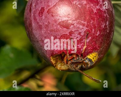 Gros plan d'un frelon mangeant une pomme pourrie poussant sur un pommier Banque D'Images