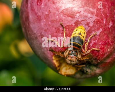 Gros plan d'un frelon mangeant une pomme pourrie poussant sur un pommier Banque D'Images