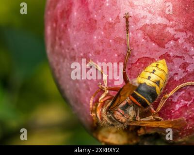 Gros plan d'un frelon mangeant une pomme pourrie poussant sur un pommier Banque D'Images