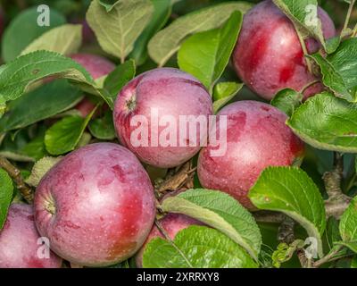Gros plan de pommes rouges mûres qui mûrissent sur l'arbre Banque D'Images